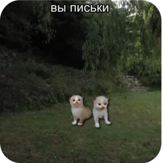 🔥 ВЫ ПИСЬКИ koty, kocięta, mem, obraźliwe, rosyjski whatsapp sticker