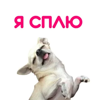 🌙 Я СПЛЮ dog, sleeping, cute, chihuahua, pet, animal telegram sticker
