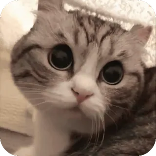 🤩 gatto, gattino, carino, animale, animale domestico telegram sticker