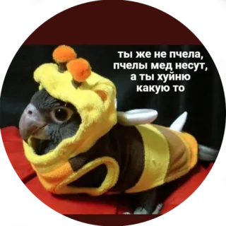 😟 ты же не пчела, пчелы мед несут, а ты хуйню какую то vogel, bij, grappig, dier, schattig telegram sticker