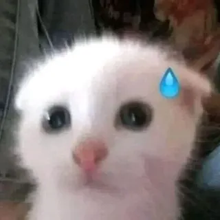 😓 cat, kitten, cute, sweat drop, nervous, white cat whatsapp sticker