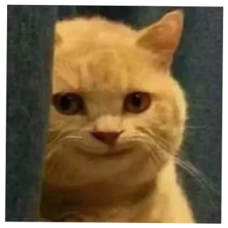 😏 mèo, động vật, thú cưng, dễ thương, nhà, mèo telegram sticker