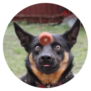 😐 Hund, lustig, süß, Tier, Trick telegram sticker