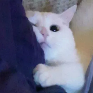 📷 cat, pet, animal, white cat, cute, domestic animal whatsapp sticker
