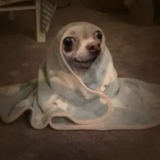 😶 dog, chihuahua, towel, cute, pet, animal telegram sticker