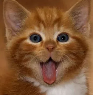 🎀 cat, kitten, orange, happy, cute, pet, animal whatsapp sticker