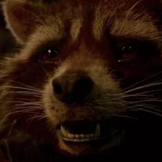 🌪 Rocket Raccoon Guardians of the Galaxy guaxinim, foguete, marvel, animal, filme, galáxia telegram sticker