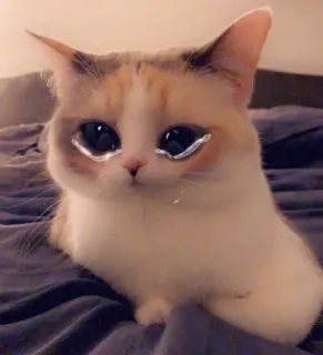 😥 cat, kitten, crying, tears, sad, cute, pet, animal telegram sticker