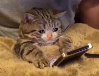🥺 gato, chorando, triste, gatinho, telefone, meme whatsapp sticker