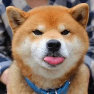 🐕 perro, animal, mascota, shiba inu, lengua, lindo whatsapp sticker
