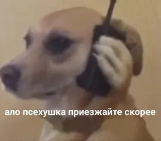📱 ало псехушка приезжайте скорее pies, mówiący, telefon, śmieszne, mem telegram sticker
