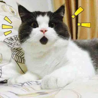 😳 кот, милый, сюрприз, животное, питомец, котёнок, в шоке telegram sticker