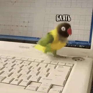 😰 Блять pájaro, portátil, loro, palabrota rusa, texto ofensivo, ordenador whatsapp sticker