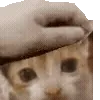 🐈
