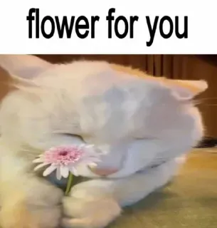 🌟 flower for you telegram sticker