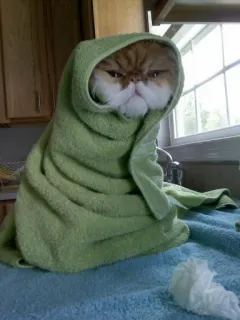 🌙 Katze, Handtuch, lustig, Tier, Haustier, süß, Meme telegram sticker