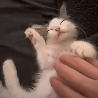 🤤 gatito, gato, mascota, animal, lindo, doméstico, felino whatsapp sticker