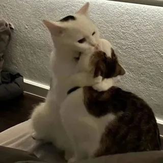 🥰 кошки, животные, питомцы, борьба, агрессия telegram sticker