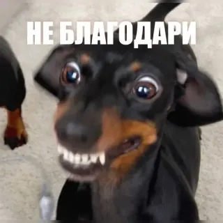 😡 НЕ БЛАГОДАРИ dog, dachshund, funny, meme, russian, text, animal telegram sticker