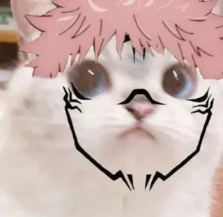 🐈 chat, animé, filtre, mignon, drôle, animal telegram sticker