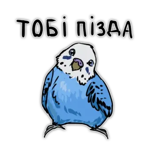 🥺 ТОБІ ПІЗДА Wellensittich, Vogel, anstößig, Papagei, blau whatsapp sticker