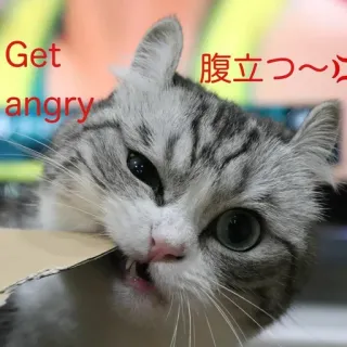 💢 Get angry
腹立つ〜 cat, angry, pet, animal whatsapp sticker