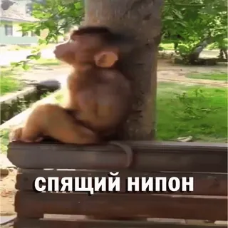 😴 спящий нипон macaco, animal, sonolento, russo, texto whatsapp sticker