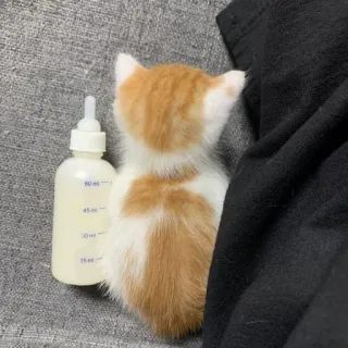 ❤️ kitten, cat, baby animal, bottle, milk, cute telegram sticker