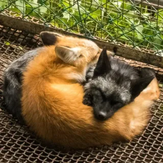 🦊 whatsapp sticker