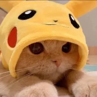 😋 Pikachu Katze, Pikachu, Pokémon, süß, Tier, Haustier telegram sticker