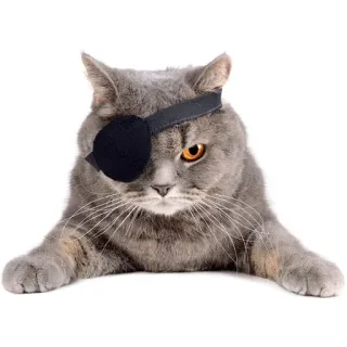 🏴 gatto, benda sull'occhio, pirata, animale, animale domestico, carino, divertente telegram sticker