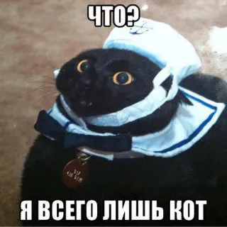 🛶 ЧТО?
Я ВСЕГО ЛИШЬ КОТ gato, marinheiro, chapéu, animal, meme, russo whatsapp sticker