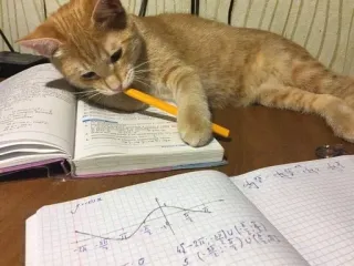 🌟 gato, leitura, livro, matemática, lápis, caderno telegram sticker