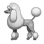 🐩