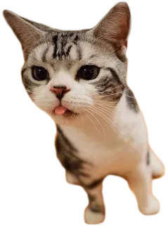 😛 cat, animal, cute, pet, kitten, tongue telegram sticker