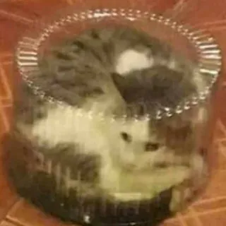 😾 猫, ケーキ, 可愛い, 動物, ペット, 面白い telegram sticker