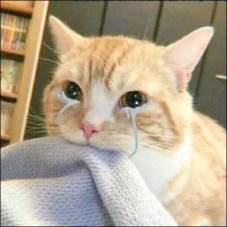 🐈 kucing, menangis, sedih, meme, hewan, peliharaan telegram sticker