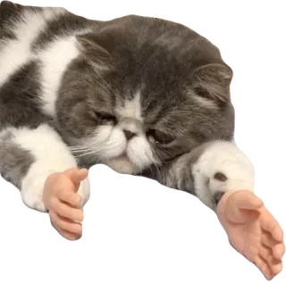 😥 cat, human hands, animal, cute, pet telegram sticker