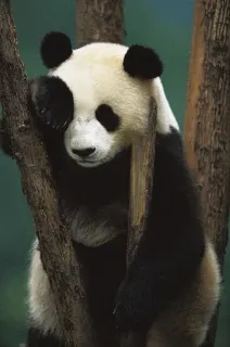 🤪 Panda, Animal, Árvore, Mamífero, Vida Selvagem, Urso telegram sticker