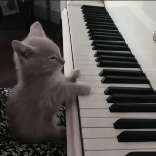 🍄 kucing, anak kucing, piano, musik, imut, hewan, bermain telegram sticker