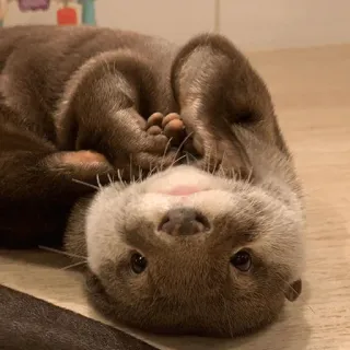 😔 loutre, animal, mignon, mammifère, faune, portrait telegram sticker