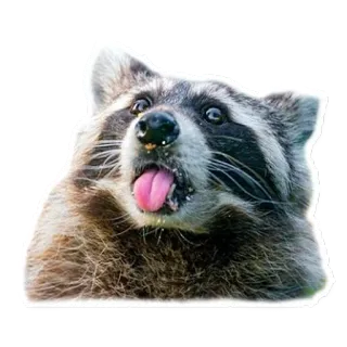 👅 raccoon, animal, mammal, tongue, cute, funny telegram sticker