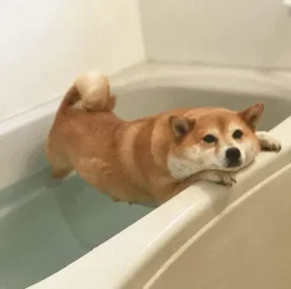 🍣 犬, 柴犬, お風呂, バスタブ, 動物, ペット telegram sticker