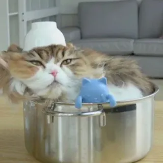 😾 猫, ペット, 動物, キッチン, 鍋, 家畜, 哺乳類 telegram sticker