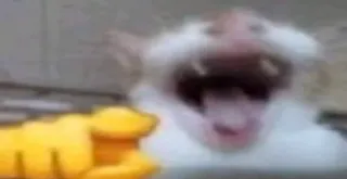 🤣 hamster, animal, pet, rodent, cute, yawning telegram sticker