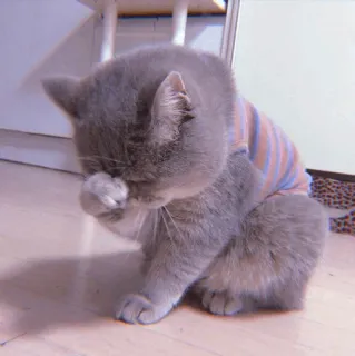 🧁 kot, zwierzę, słodki, zwierzę domowe, zwierzę domowe, kociak, szary kot telegram sticker