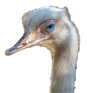 😒 struzzo, uccello, animale, fauna selvatica, natura, ritratto whatsapp sticker
