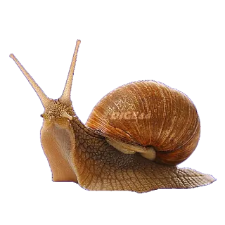 🐌 snail, animal, nature, shell, slow telegram sticker