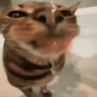 💧 AGM gatto, animale, animale domestico, meme, divertente, bava, tigrato telegram sticker