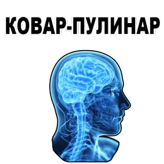 😉 КОВАР-ПУЛИНАР brain, head, anatomy, medical, mind telegram sticker
